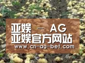 种植基地八(图1)